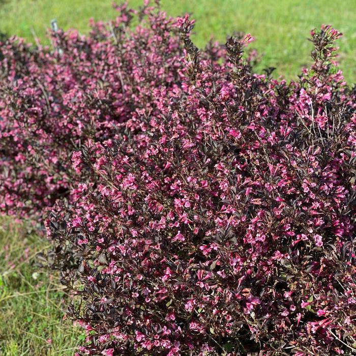 Weigela florida Very Fine Wine&reg;