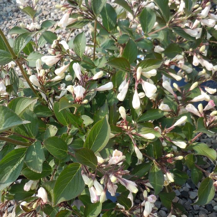 Weigela Afterglow&trade;