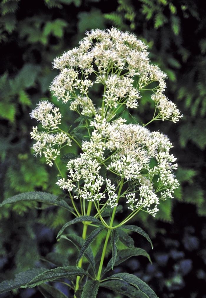 Eupatorium fistulosum f. albidum Ivory Towers