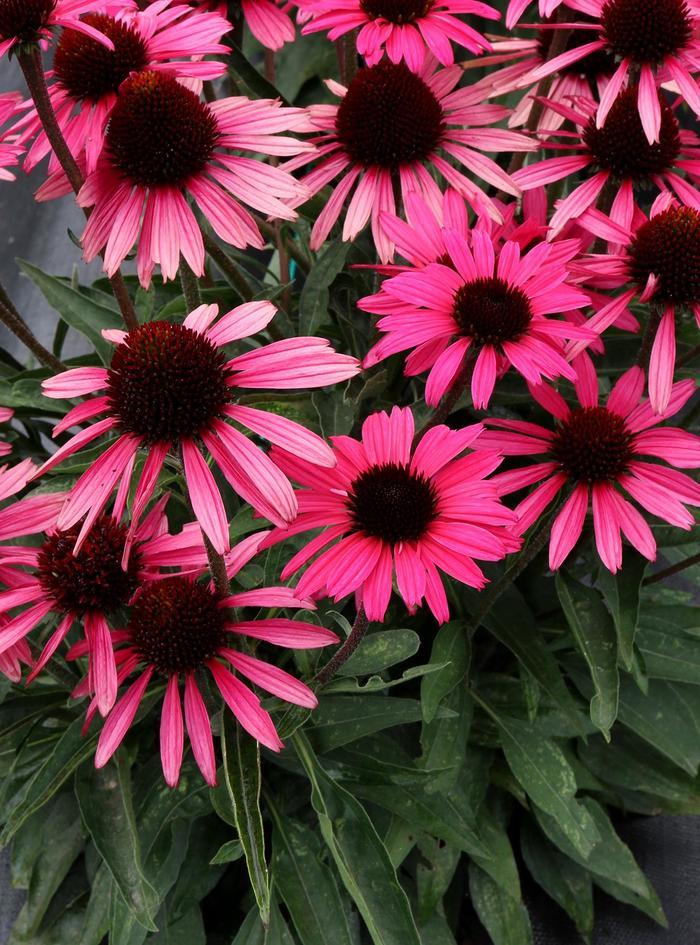 Echinacea Dark Shadows&trade; Wicked