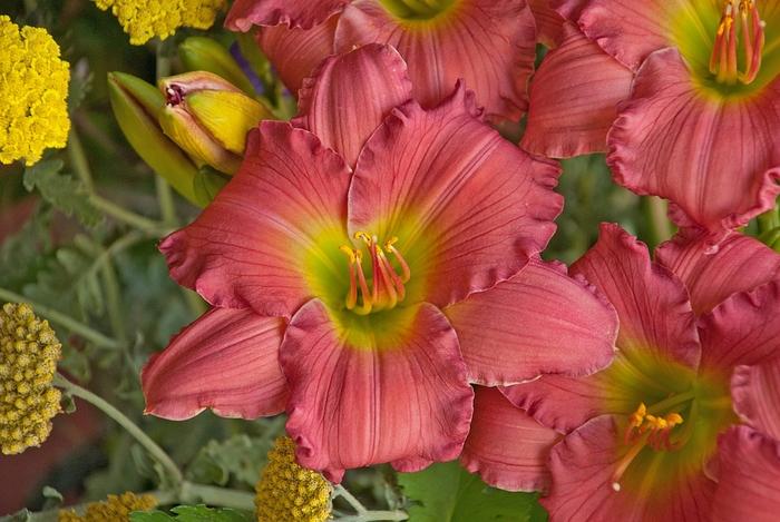 Hemerocallis Happy Ever Appster&trade; Passionate Returns
