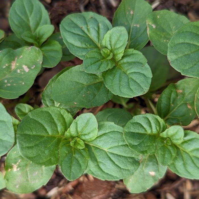 Mentha x piperita f. citrata 