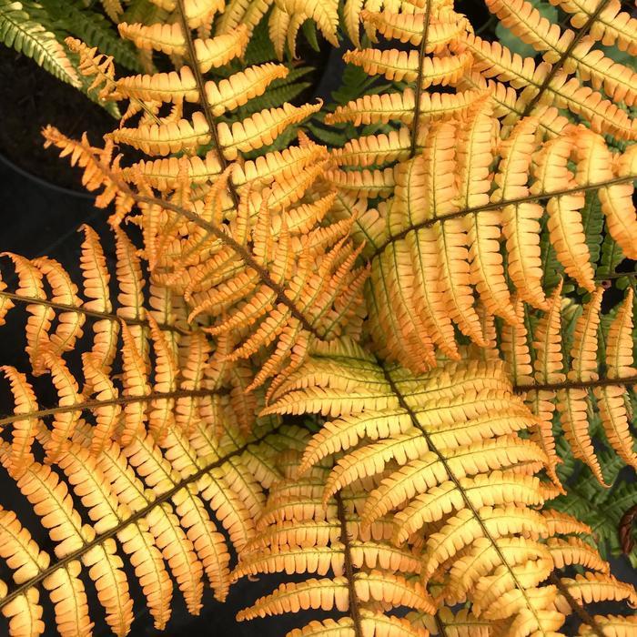 Dryopteris wallichiana Jurassic Gold