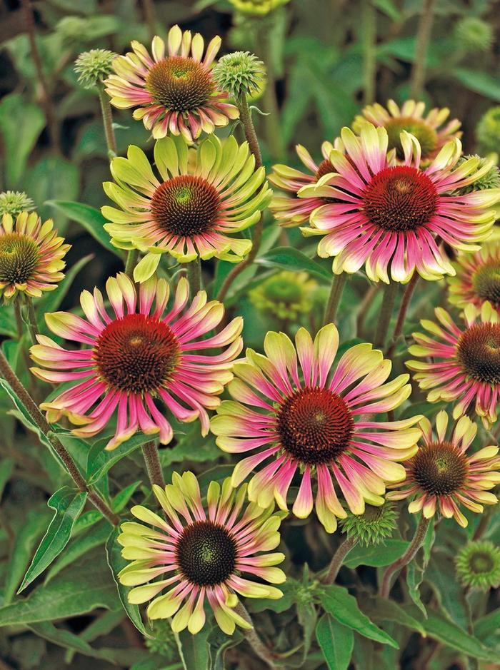 Echinacea purpurea Green Twister