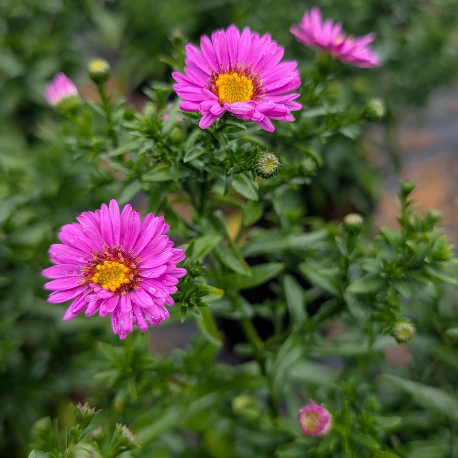 Aster novi - belgii 'Jenny' - Jenny New York Aster from Canterbury Horticulture