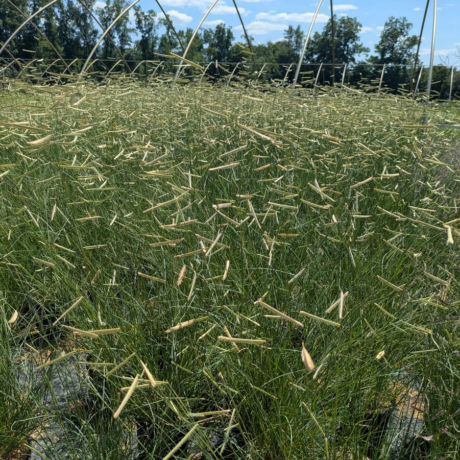 Bouteloua gracilis 'Blonde Ambition' - Blue Grama Grass from Canterbury Horticulture