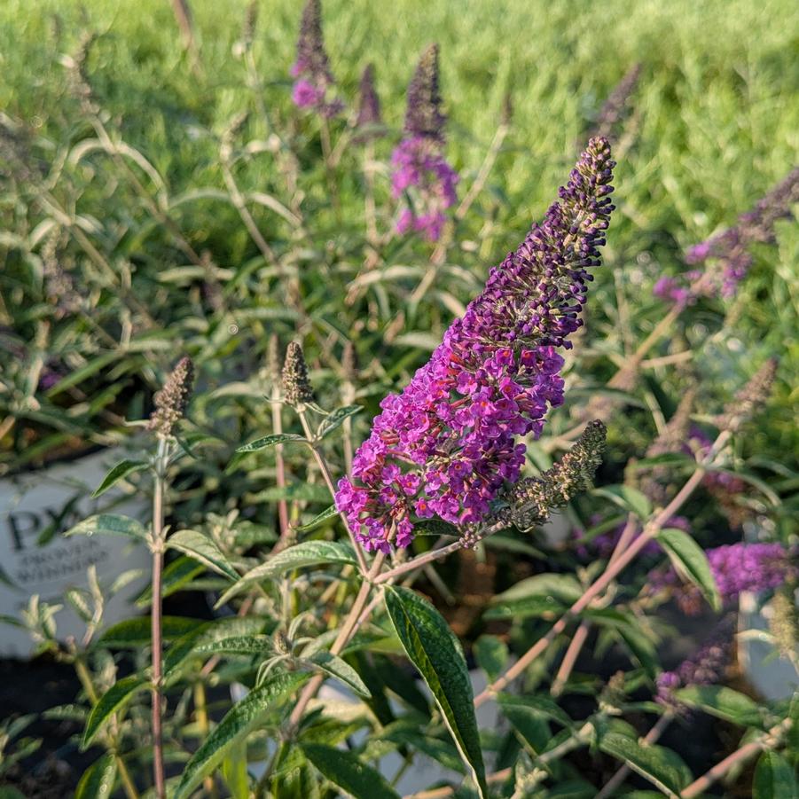 Buddleia 'Darkest Night® PPAF' - Buddleia x 'SMNBDMO' from Canterbury Horticulture