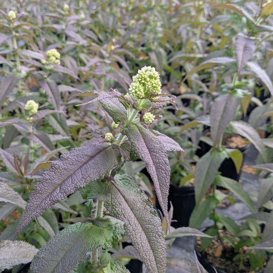 Eupatorium perfoliatum 'Blind Date' - Boneset from Canterbury Horticulture