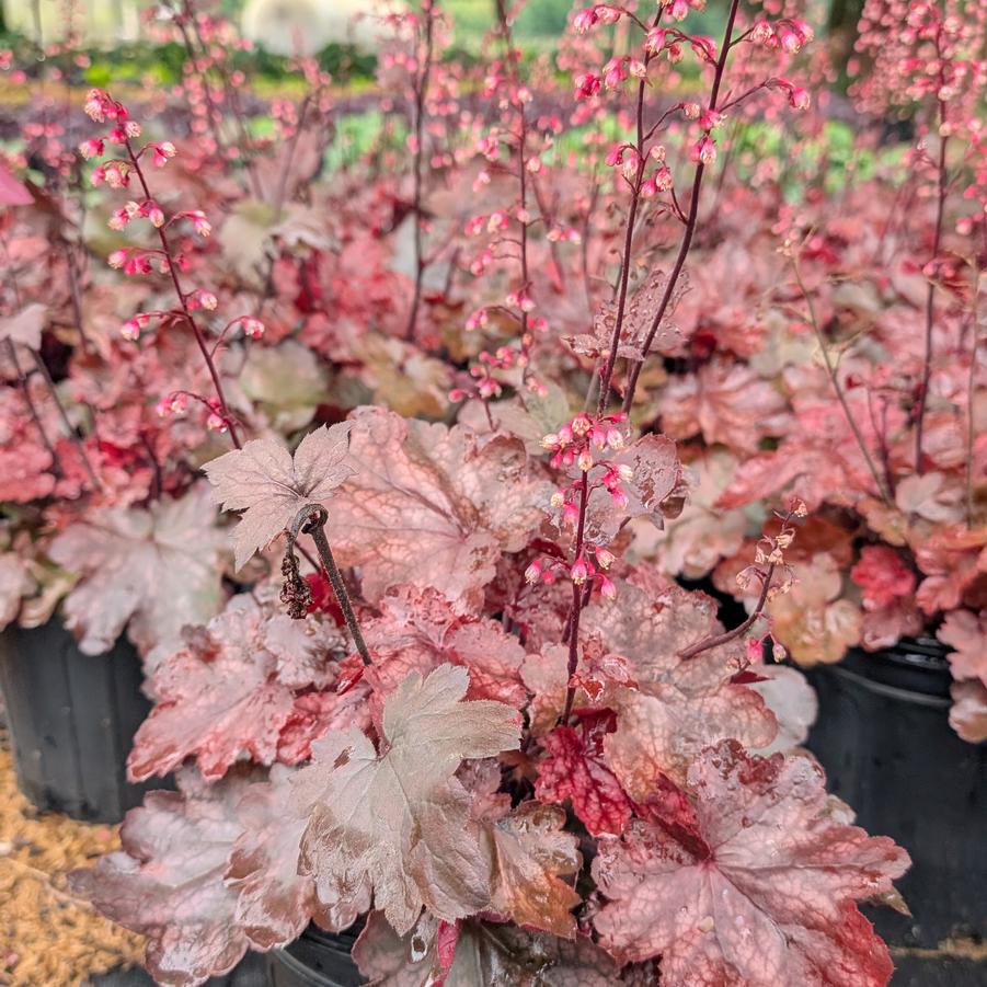 Heuchera Front & Center™ 'Fire Chief' - Coral Bells from Canterbury Horticulture
