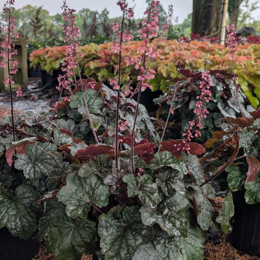 Heuchera 'Steel City PPAF' - Steel City Coral Bells from Canterbury Horticulture