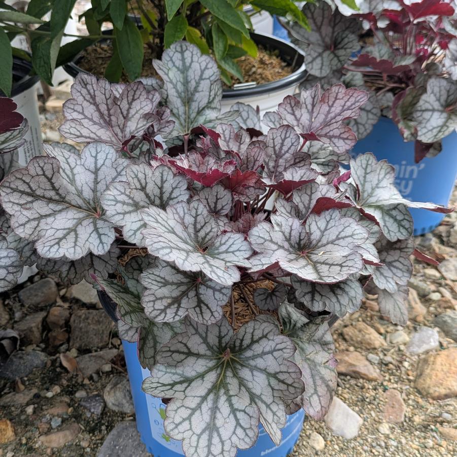 Heuchera 'Spice Curls™' - Coral Bells from Canterbury Horticulture