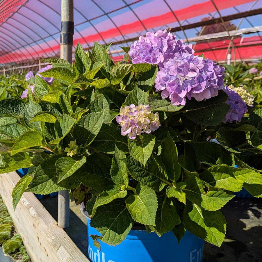 Hydrangea mac 'Endless Summer® PP#15,298' - Hydrangea macrophylla 'Bailmer' from Canterbury Horticulture
