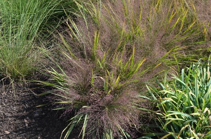 Eragrostis spectabilis 