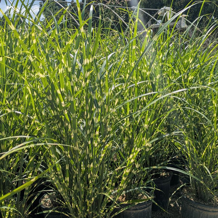 Miscanthus sinensis 'Morning Sun™ PPAF' - Morning Sun Maiden Grass from Canterbury Horticulture