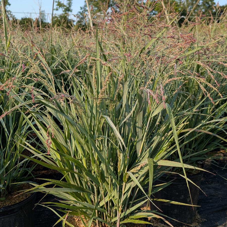 Panicum virgatum Dream Catcher® 'Smoky Rose®' - Switch Grass from Canterbury Horticulture
