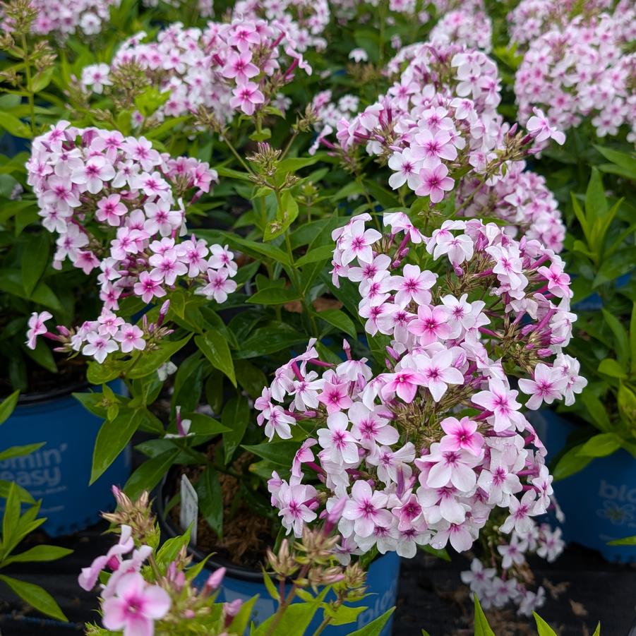 Phlox paniculata 'Confetti Cake™ PPAF' - Phlox paniculata 'Balphlxwip277' from Canterbury Horticulture