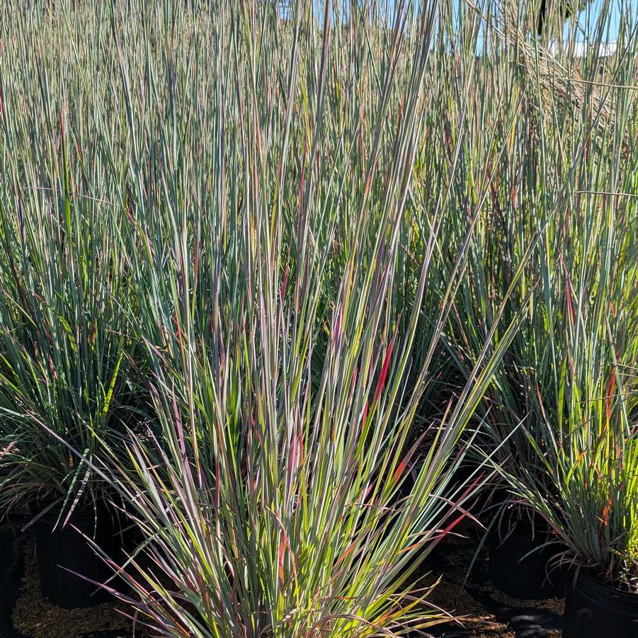 Schizachyrium scoparium 'Sandhill' - Little Bluestem from Canterbury Horticulture