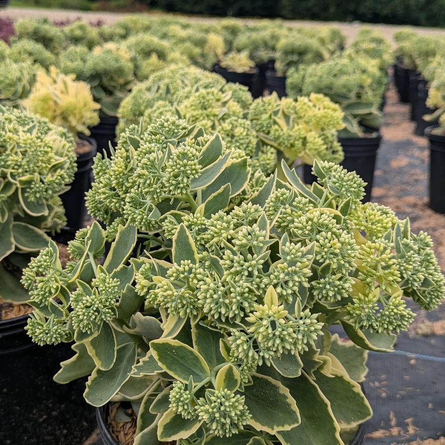 Sedum spectabile 'Elsie's Gold' - Stonecrop from Canterbury Horticulture