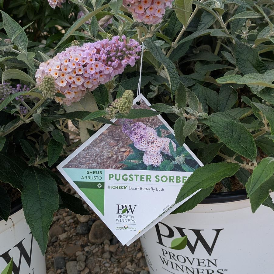 Buddleia 'Pugster Sorbet™ PPAF' - Buddleia x 'SMNBWXPP' from Canterbury Horticulture