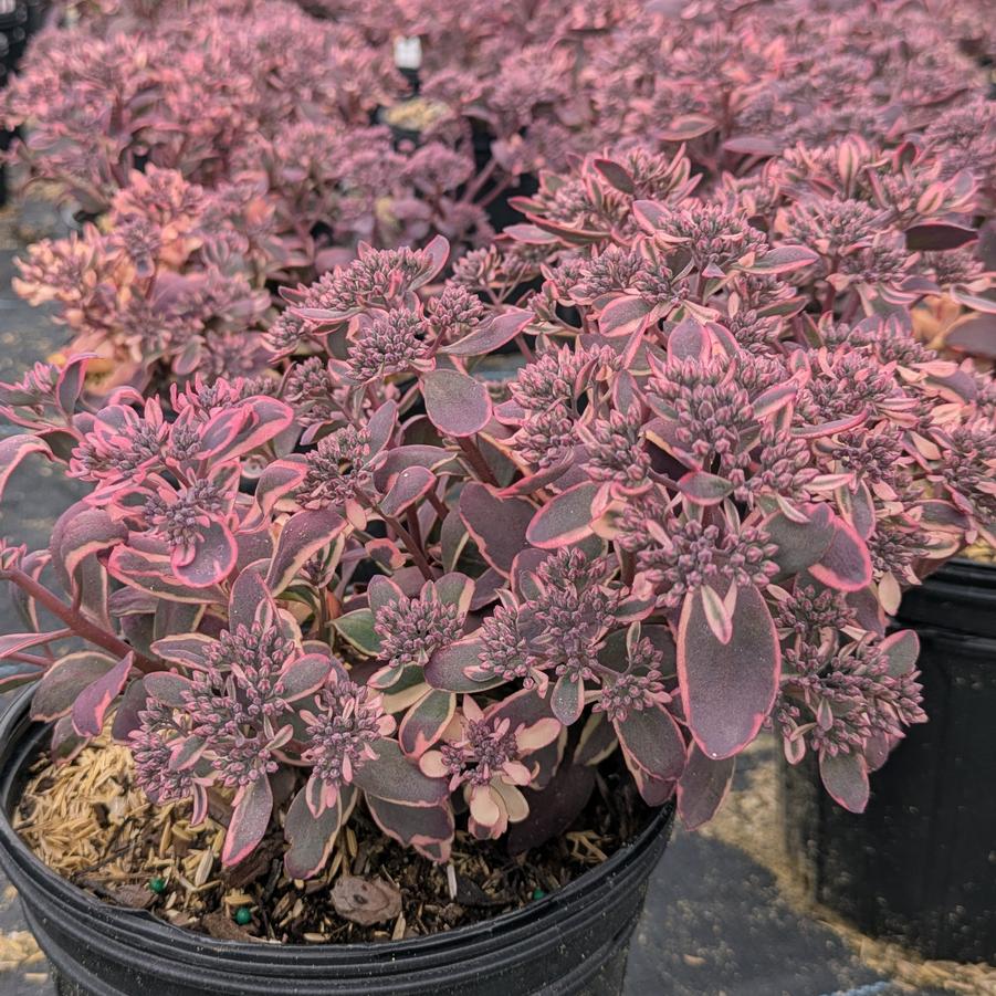 Sedum Sunsparkler® 'Dream Dazzler' - Stonecrop from Canterbury Horticulture