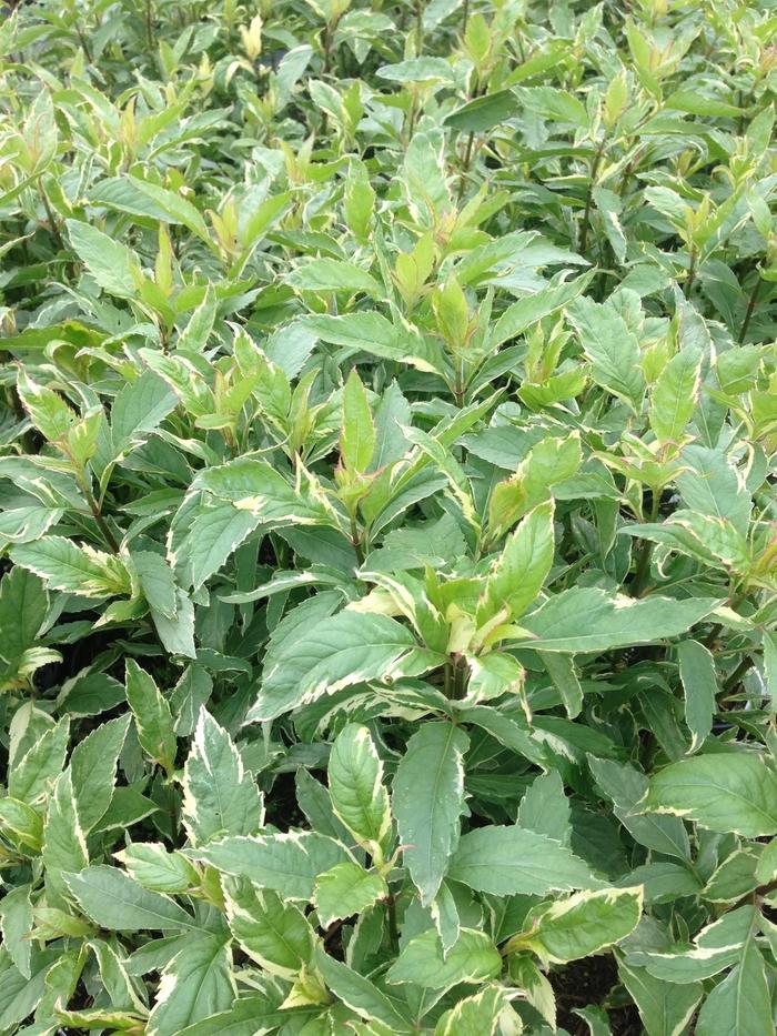 Eupatorium fortunei Pink Frost
