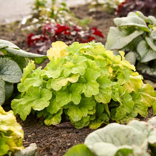 Heuchera Primo® 'Pistachio Ambrosia' - Coral Bells from Proven Winners
