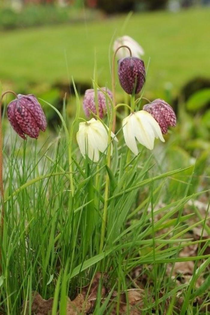 Fritillaria meleagris 