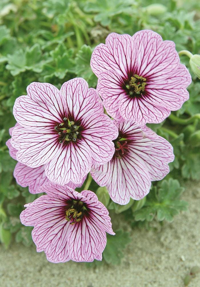 Geranium cinereum Ballerina