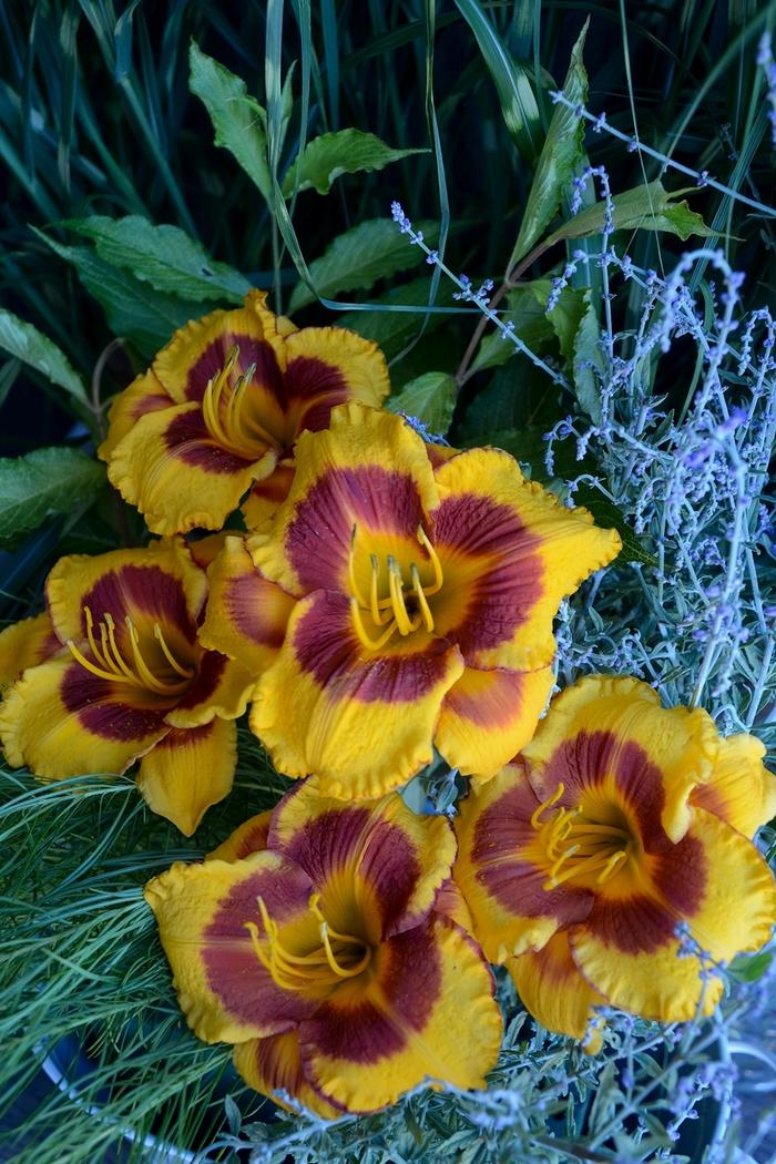 Hemerocallis Fooled Me