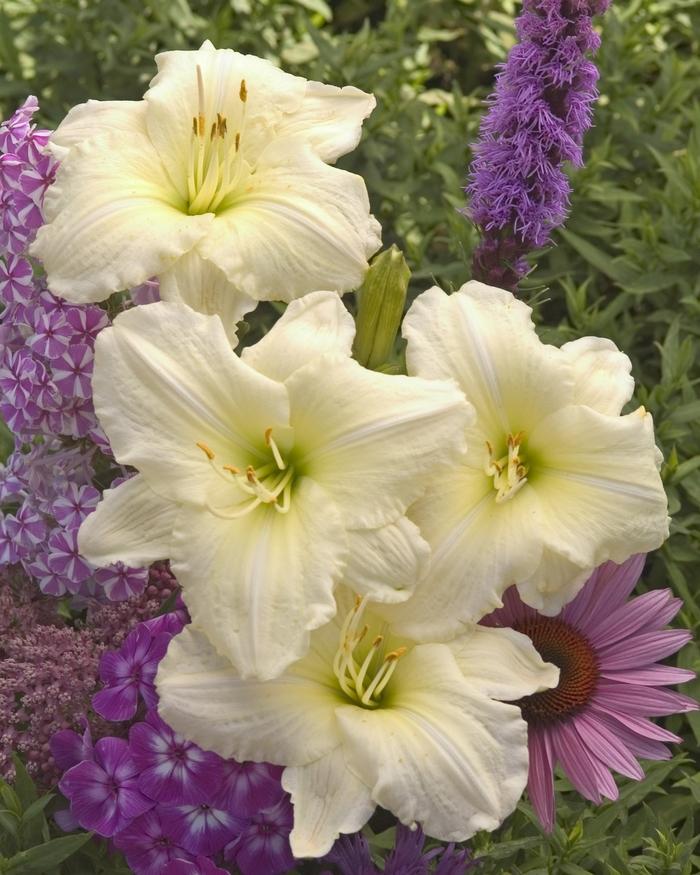 Hemerocallis Joan Senior