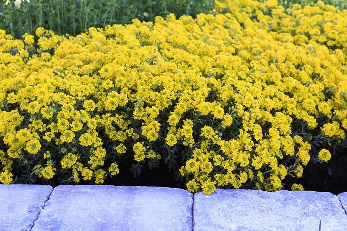 Alyssum wulfenianum Golden Spring