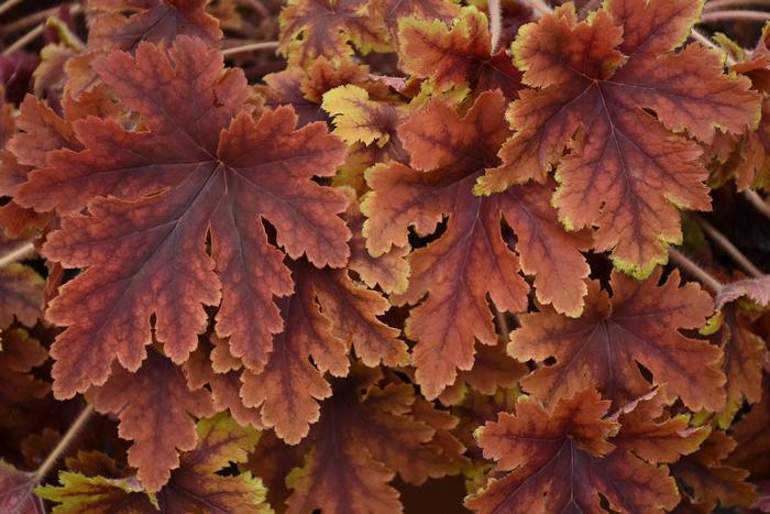 Heucherella Copper King