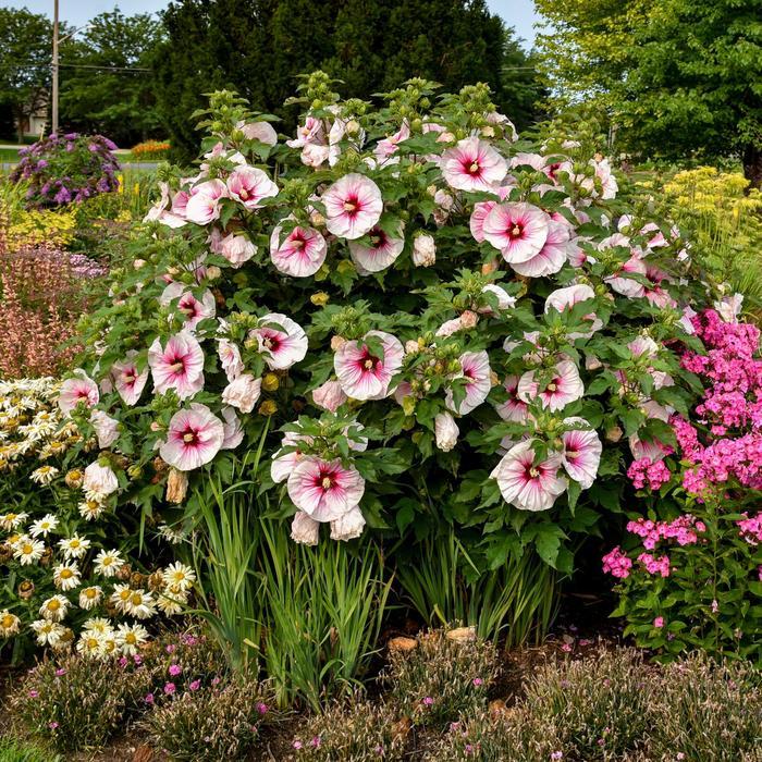 Hibiscus Angel Eyes
