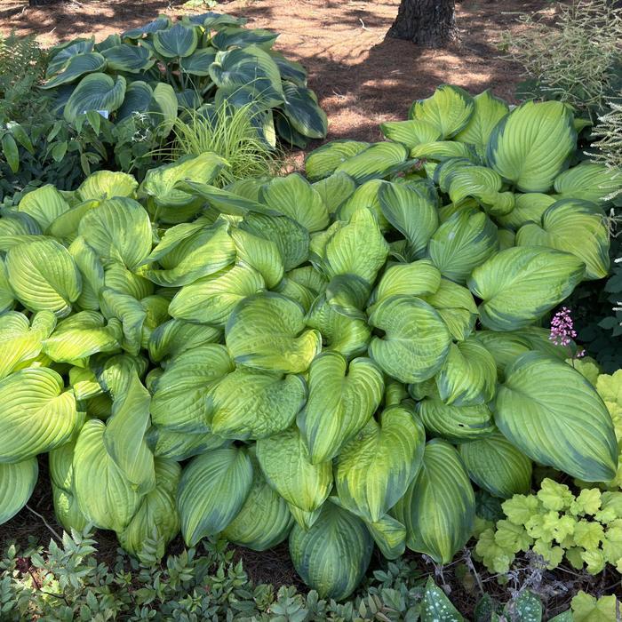 Hosta Stained Glass