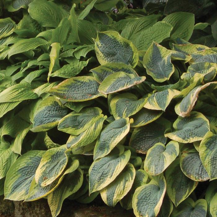 Hosta Tokudama Flavocircinalis
