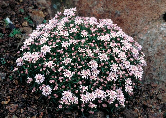 Iberis aurosica Sweetheart