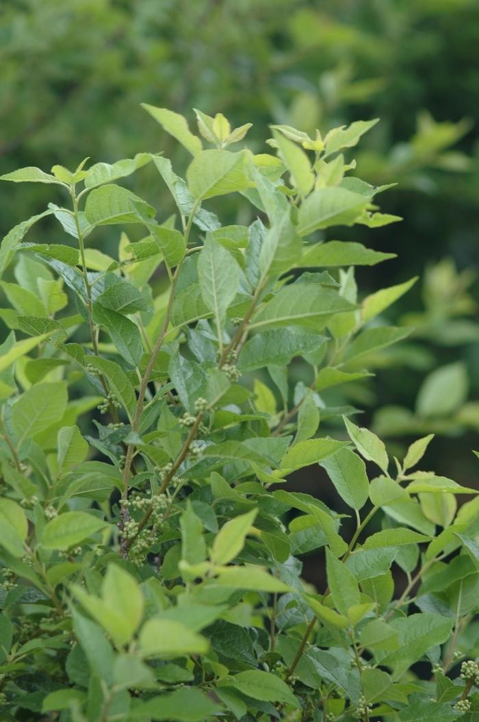 Ilex verticillata Apollo