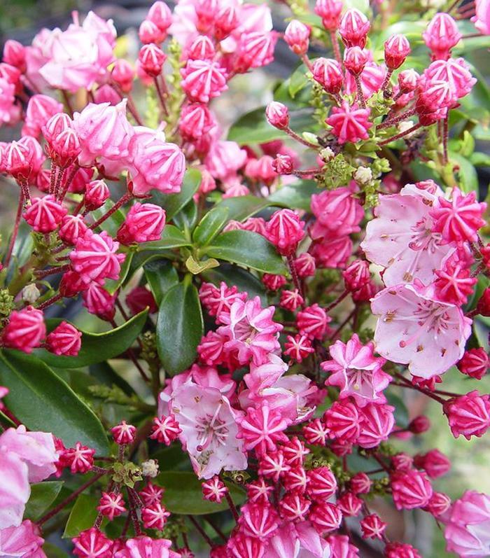 Kalmia latifolia Little Linda