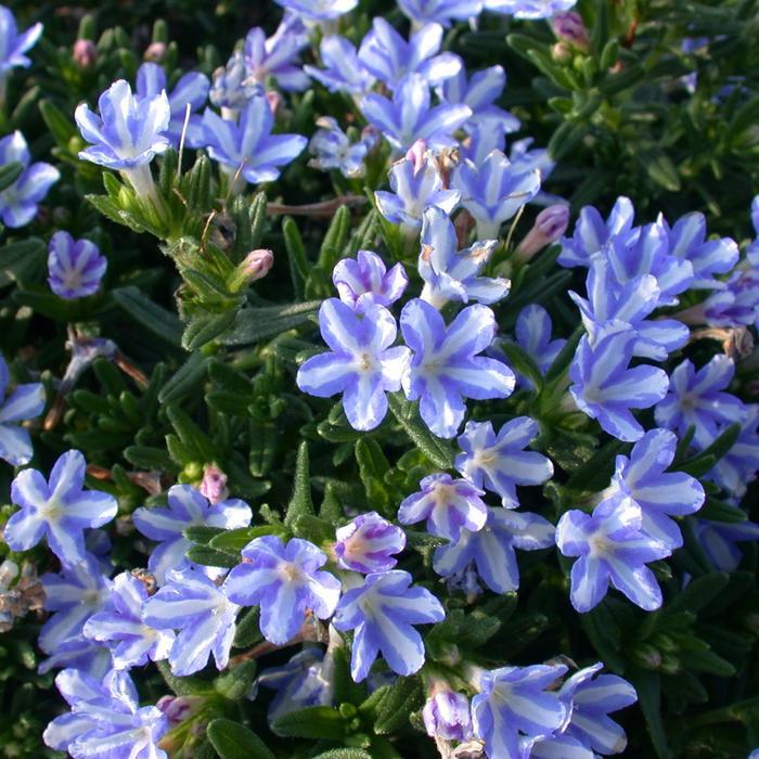 Lithodora diffusa White Star