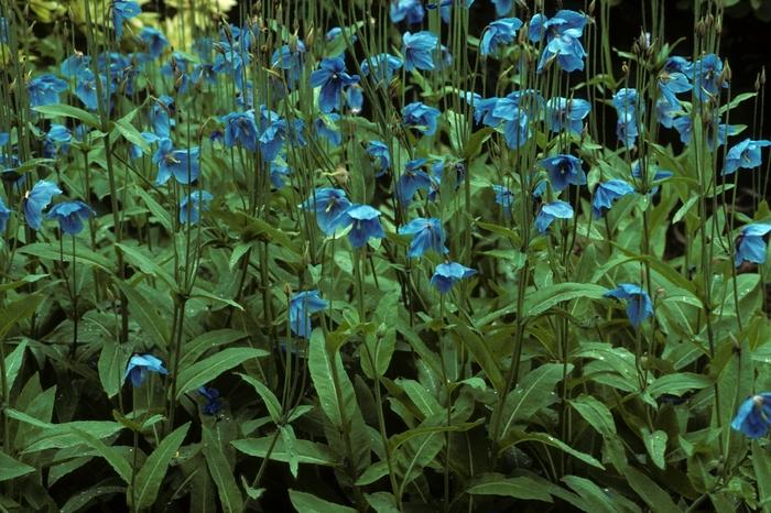Meconopsis betonicifolia 