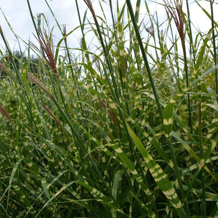 Miscanthus sinensis Zebrinus