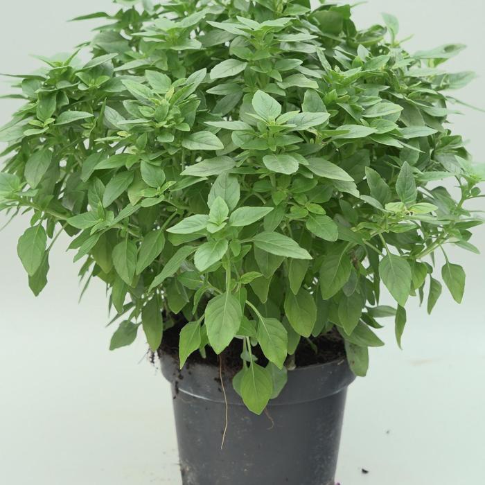 Ocimum basilicum Bonsai