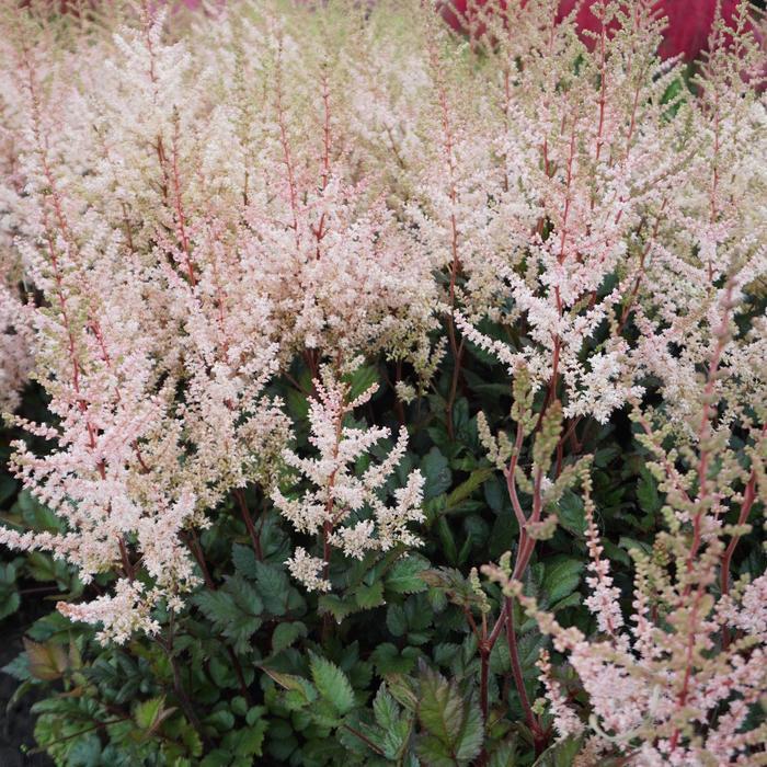 Astilbe chinensis Spotlight