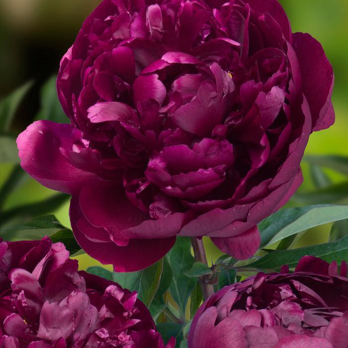 Paeonia lactiflora Peter Brand