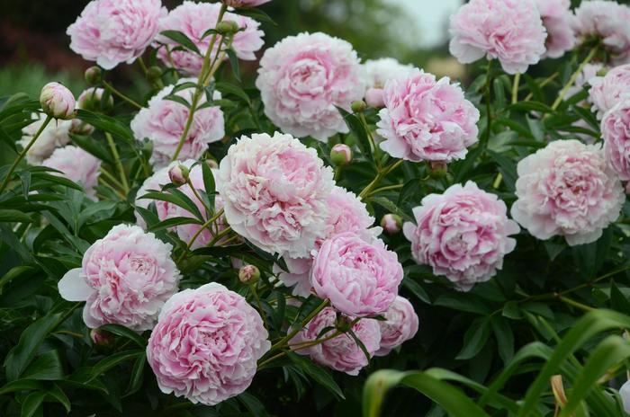 Paeonia lactiflora Sarah Bernhardt