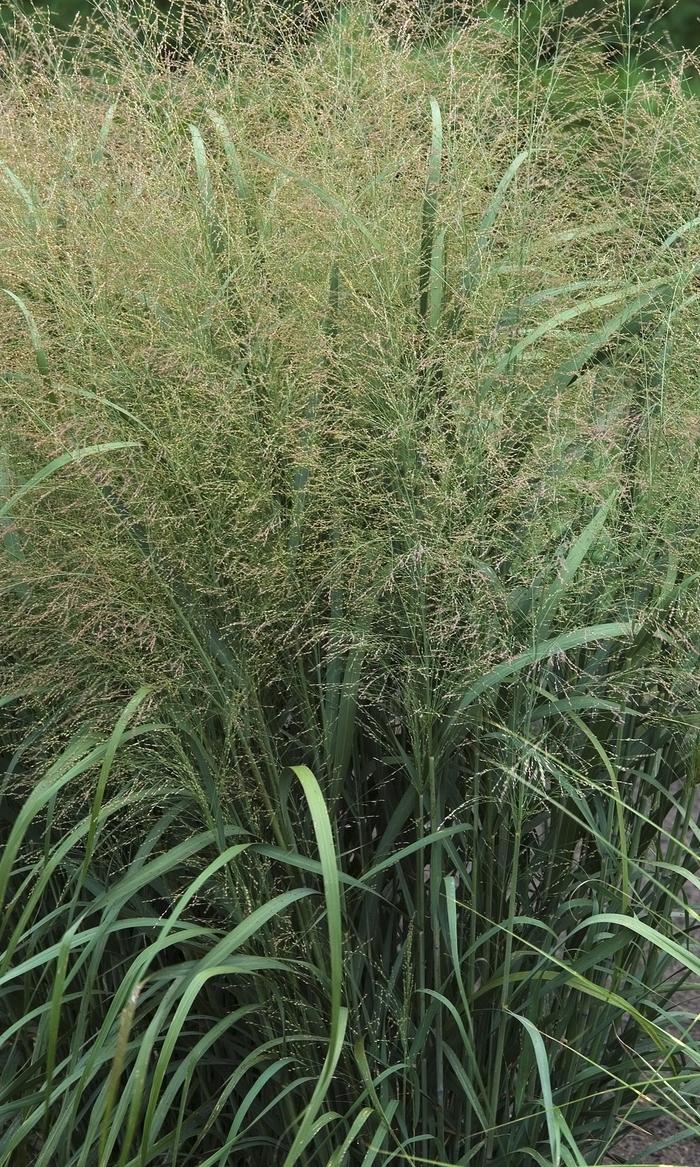 Panicum virgatum Thundercloud
