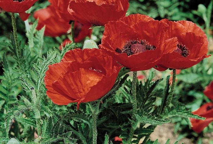Papaver orientale Beauty of Livermere