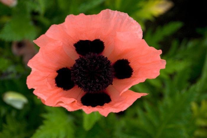 Papaver orientale Queen Alexandra