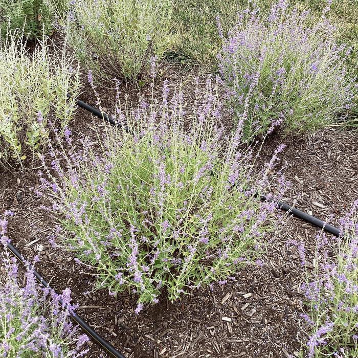 Perovskia atriplicifolia Jelena