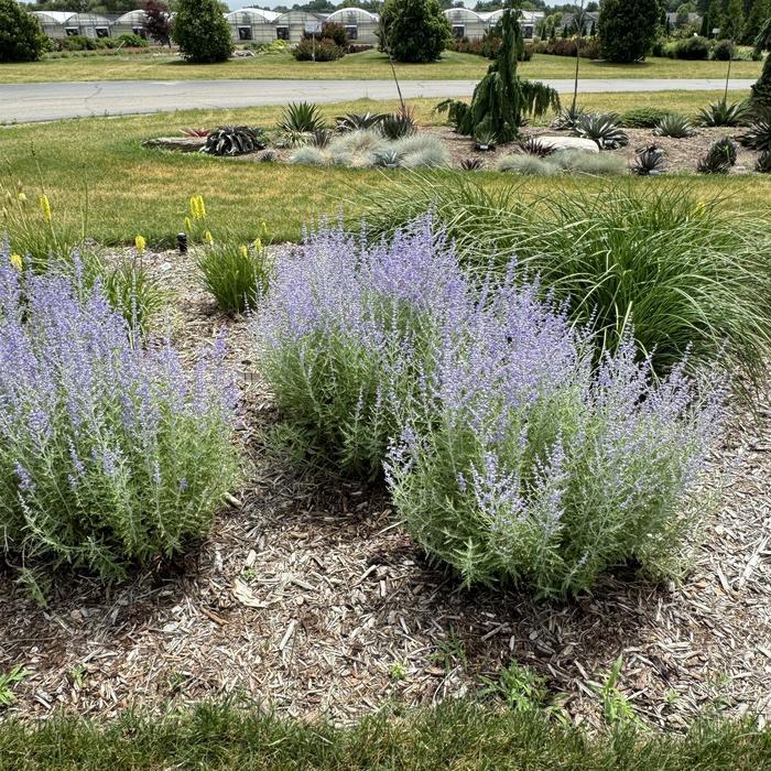 Perovskia atriplicifolia Little Spire